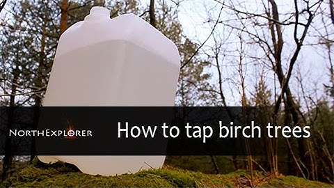 Swedish Bushcraft: How to tap birch trees