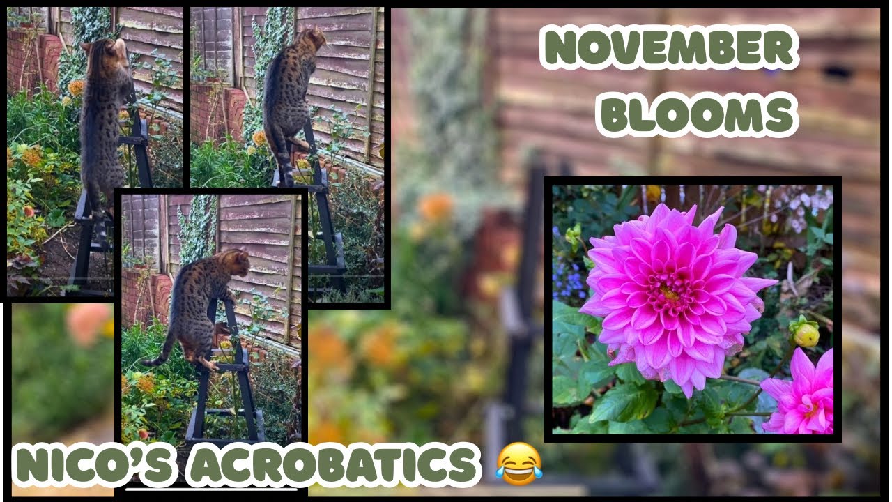 Что цветёт в моём саду в этом ноябре и акробатические трюки кота Нико