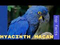 Hyacinth Macaw facts 🦜 native to central and eastern South America 🦜 largest macaw flying parrot