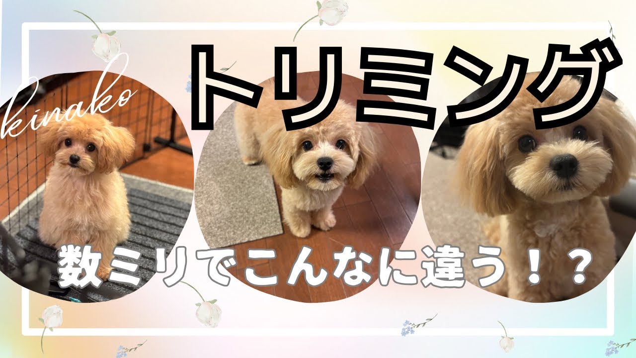 チワプーのきなこのトリミングが毎回違う感じになって毎回良い！