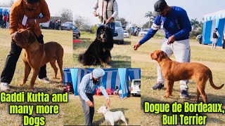 Dogue de Bordeaux, Bull Terrier, Gaddi Kutta and many more Dogs in Batala Dog Show Gurdaspur