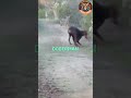 This Is Why The Doberman Is Feared Even By Wolves This Is Why The Doberman Is Feared Even By Wolves
