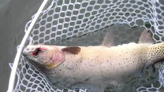 Yellowstone Lake 4#cutthroat.MOV