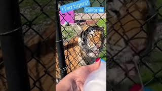 Heart-Pounding Tiger Encounter on My Bucket List