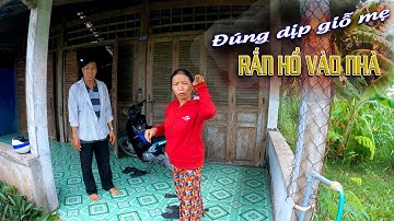 Giúp Cô Nga Bắt Ổ Rắn Độc Sau Nhà Đúng Ngay Dịp Giỗ Mẹ | TGSB # 148