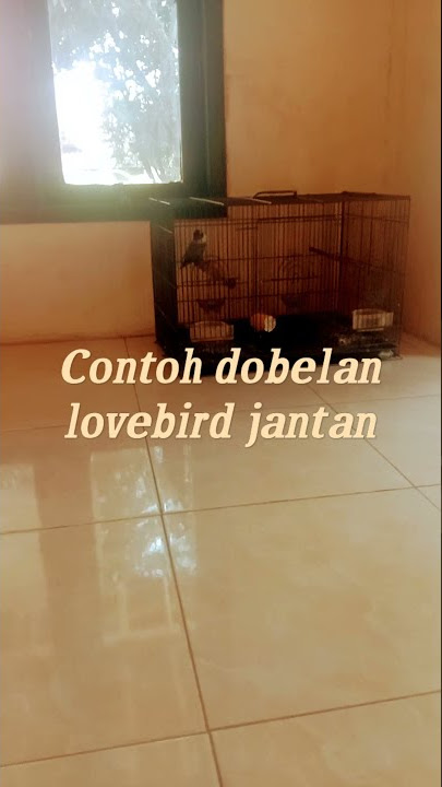 Contoh dobelan lovebird jantan gacor