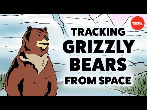 Tracking grizzly bears from space - David Laskin