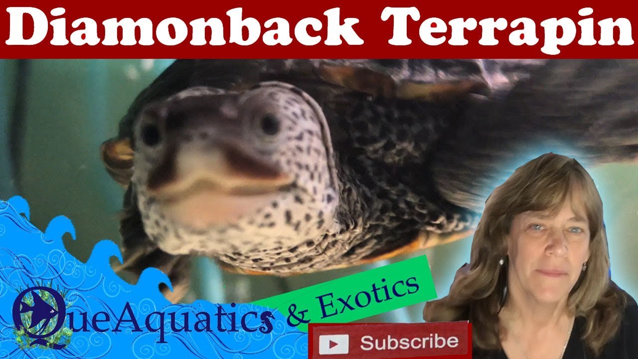 ponds at bayberry Turtles!! My Northern Diamondback Terrapins