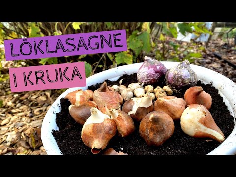 Video: Hyacint I Kruka (40 Bilder): Vård Av Inomhusblommor, Plantering Hemma. Hur Odlar Jag En Växt I En Kruka Hemma?