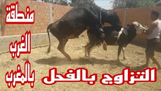 تزاوج أبقار جديد ثور ضخم مع أنثى في منطقة الغرب بالمغرب 2023