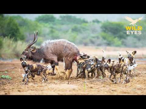Under the Savannah Sky: Battles for Survival | Animal Documentary