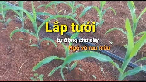 Tưới ngô với dây Streamline X của Netafim