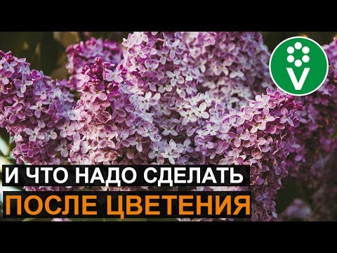 Как ухаживать за сиренью, чтобы она пышно цвела?