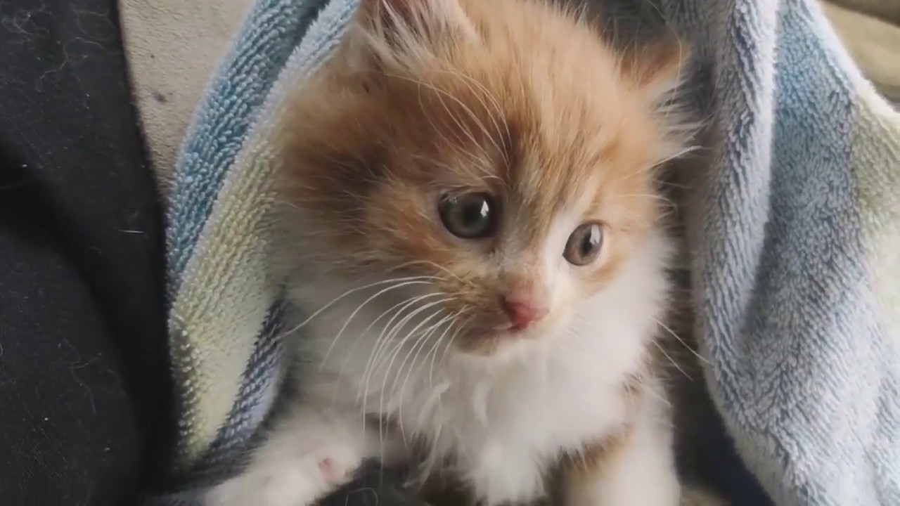 3 feral kittens found by a cat, gets a second chance at life - 3 feral kittens found by a cat, gets a second chance at life