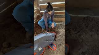 Salvamento #veterinaria #pecuarista #bovinocultura #gado #fazenda #agro #vet #pecuaria #pecuária