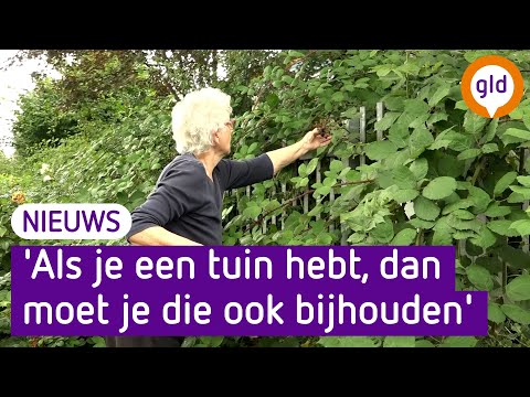 Het onkruid groeit zo hard, dat ze het in Tiel niet meer bij kunnen benen
