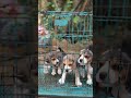 begale puppys cute#viral #pets #song #subscribe #shorts #shortvideo