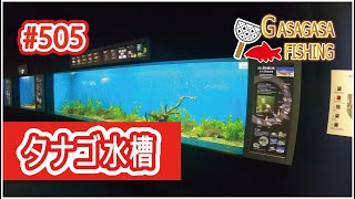 タナゴ５種水槽！琵琶湖博物館展示シリーズ12！