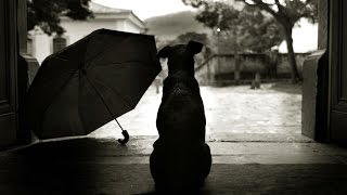 Cane Corso Derrek and umbrella, Кане Корсо Деррек и зонт Cane Corso Derrek and umbrella, Кане Корсо Деррек и зонт