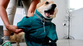 картинка: Встаем в 5 утра😳 начали бегать |новые обновки для Таффи и Сэдди😍 VLOG