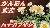 方 花かんざし の 育て