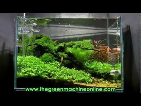 aquascaping videos the green