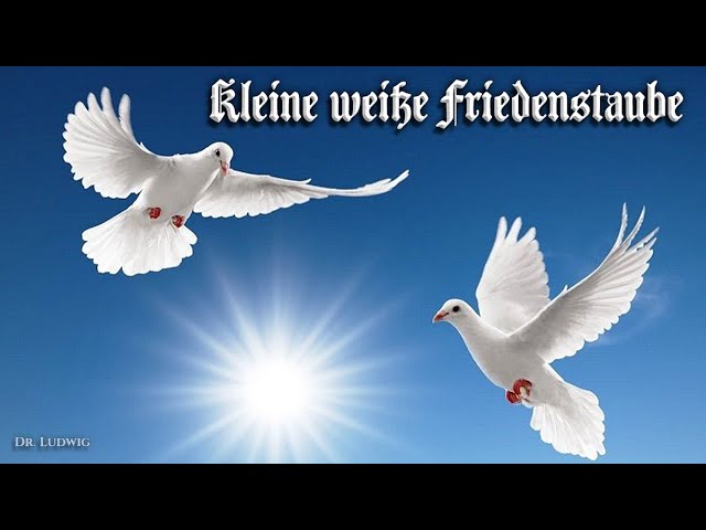 Kleine weiße Friedenstaube Nr 14 aus der Reihe DDR Lieder zum