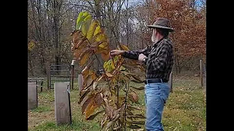 NC-1 assessment @pawpawchronicles-n-morewit1210