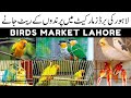 Birds market in lahore  birds price in pakistan  birds price update  wholesale bird market