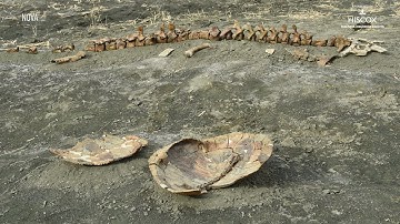 Fossil Park unearthed dinosaur fossils | Secretly Awesome