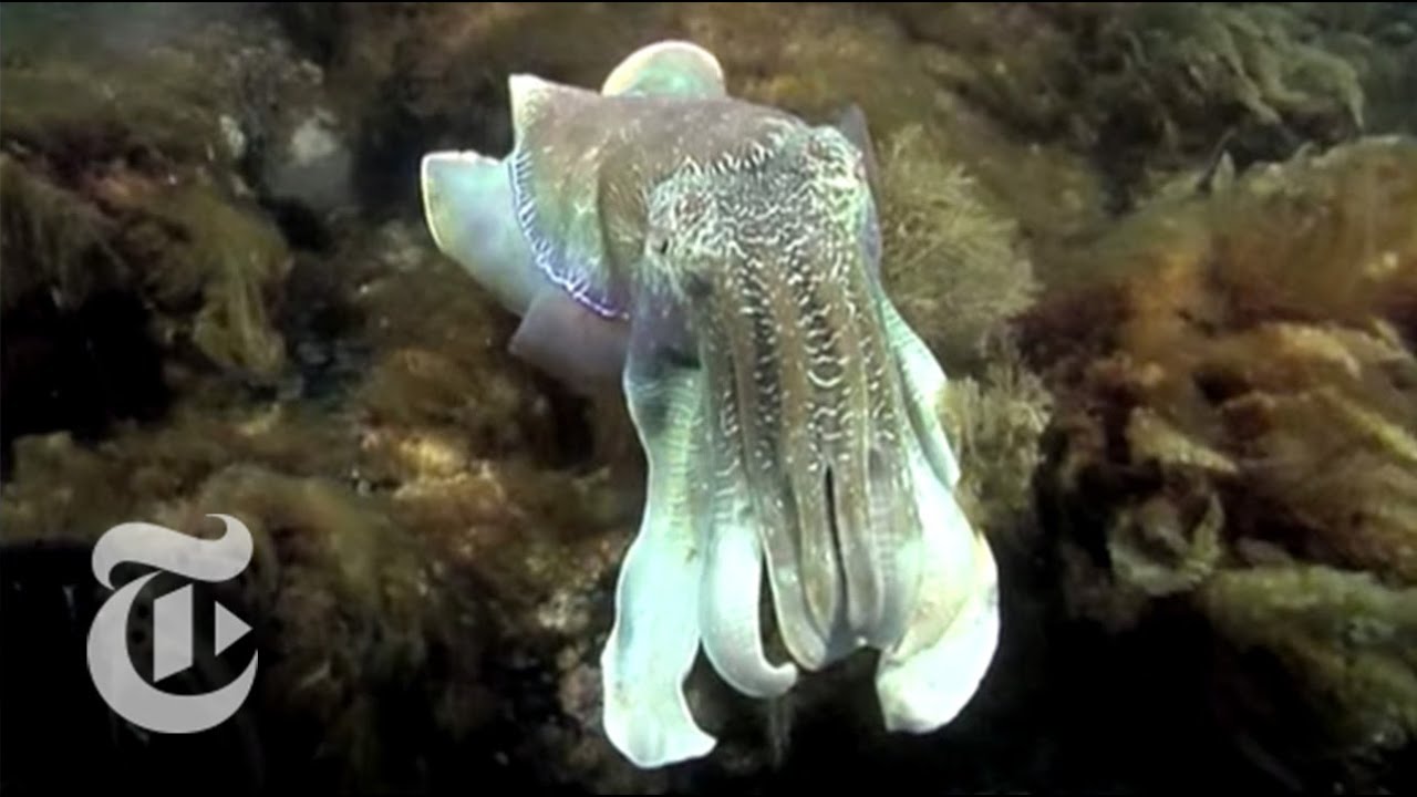 cuttlefish camouflage cuttlefish camouflage