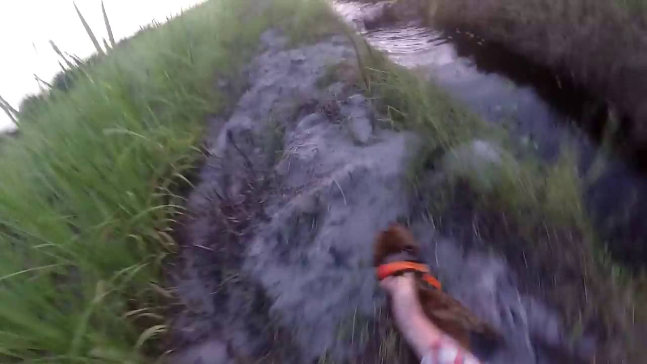 Florida Cane Hog Hunting 
