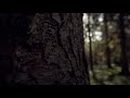 Vídeo de un hermoso Bosque