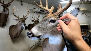 PAINTING A SHOULDER MOUNT! CHEAP EQUIPMENT AND MY PAINT COLORS ***SUPER EASY*** WHITETAIL TAXIDERMY!