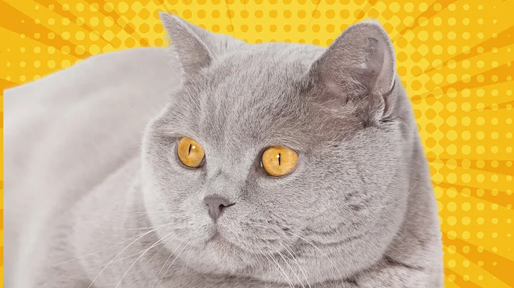 Video 6692421: british shorthair, animals british, pet living, adorable cats