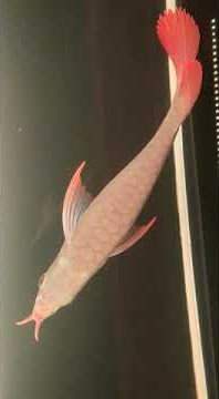 Arwana super red  sepauk special spek kontes - Arowana Super Red special contest quality