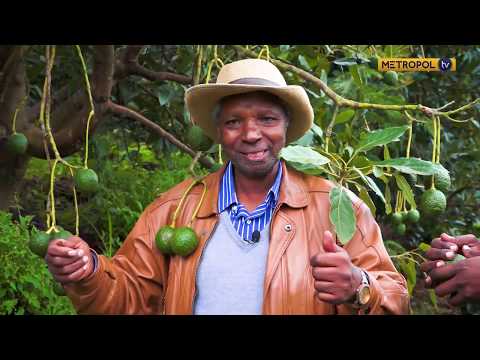 The Farm Journal | Avocado Farming Kenya | Episode 2 | Part 2 - 2019