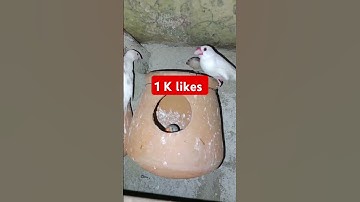#java #finches #zabera finch #birds #shortsfeed #ytshorts #shorts #viralvideo #birds #2k24