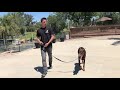 How to give a proper leash correction in order to transition to off leash control