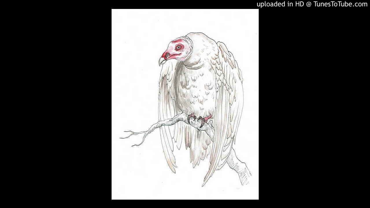 Turkey Vulture Song Kat White YouTube