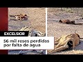 Sequía deja a la ganadería en los huesos