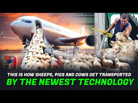 This Is How Sheep, Pigs, And Cows Get Transported By The Newest Technology