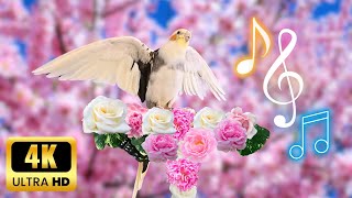 Happy Cockatiel singing with Spring blossoms 🌸| 4K Spring cockatiel Background by MATI BIRD 846 views 1 month ago 2 hours, 1 minute