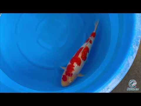 Gin Rin Kohaku by Maruyama SK 753