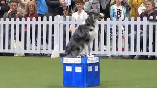 Doctor Who Heelwork to Music Crufts (1st Place)