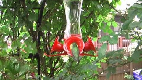 More Ruby-Throated Hummingbirds in Maryland 2010