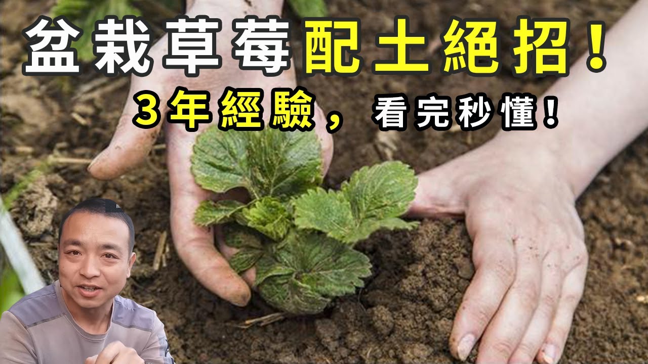 全网最详细的盆栽草莓配土指南！种草莓3年总结出的最佳配方，经济实惠，简单易学，看这一篇就够了！快收藏起来！|Strawberry in pots|イチゴの鉢植え【手艺人飞羽】