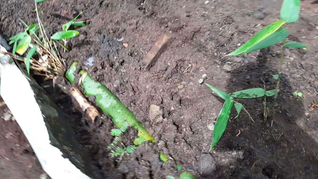 método de propagación de bambú por caña