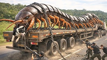 Brave Heroes Save: Fearless Dog Battles a Giant Centipede to Protect a Flock of Sheep