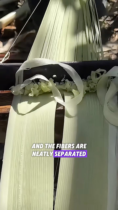Abaca fiber.1#shorts #youtubeshorts #knowledge #abaca
